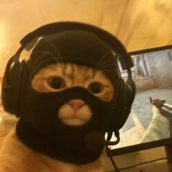 catwifmask (MASK)