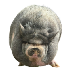 Nikepig (NIKEPIG)