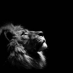 The Lion (LION)