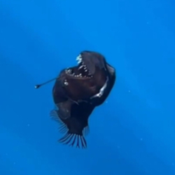 Black Devil (ANGLERFISH)