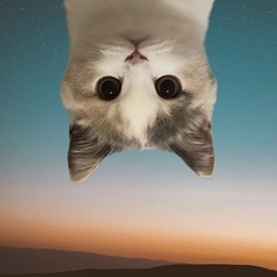 UpSide Down Cat (USDC)